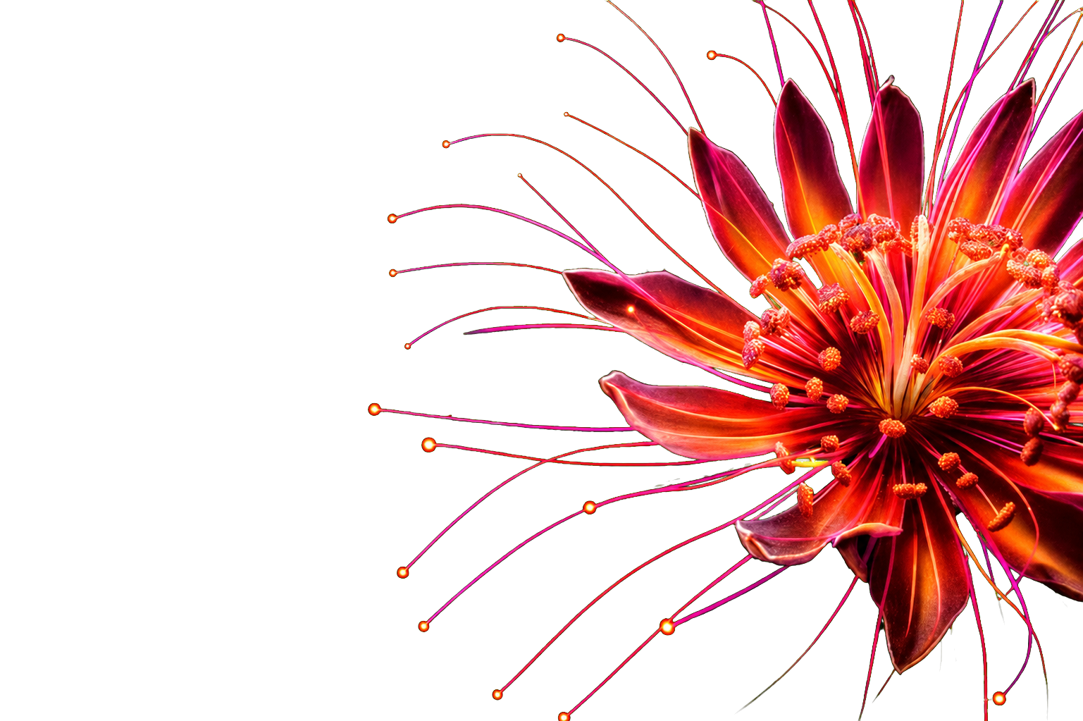 Red macro flower isolated on a transparent background