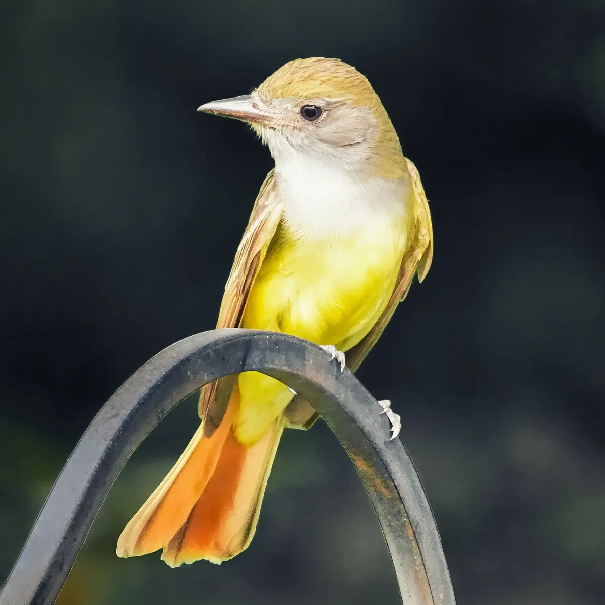 Bird photographed against a detailed natural background