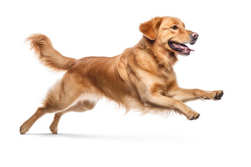 Dog displayed on a solid white background