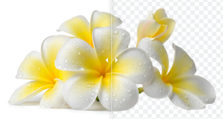 Flowers shown before and after white-background removal